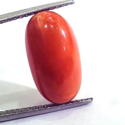 9.33 Ct 15.5 Ratti Natural Italian Red Coral Moonga Gemstone AAAA