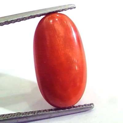 9.33 Ct 15.5 Ratti Natural Italian Red Coral Moonga Gemstone AAAA