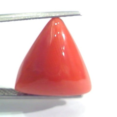 9.39 Ct 15.6 Ratti Natural Italian Triangle Red Coral Moonga Gemstone