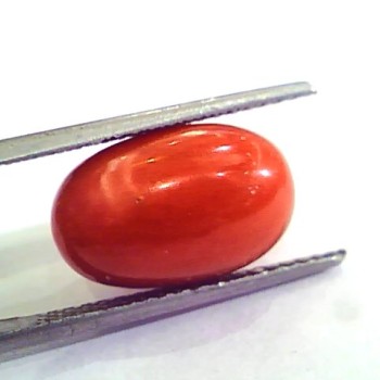 9.35 Ct 10.38 Ratti Natural Italian Red Coral Moonga Gemstone AAAA