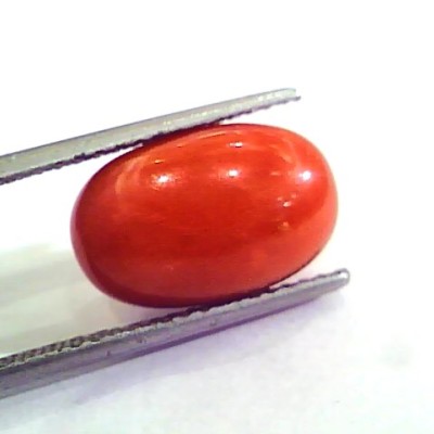9.35 Ct 10.38 Ratti Natural Italian Red Coral Moonga Gemstone AAAA
