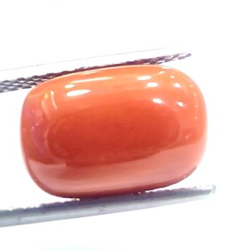 9.34 Ct 10.37 Ratti Natural Italian Red Coral Moonga Gemstone