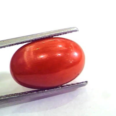 9.38 Ct 15.5 Ratti Natural Italian Red Coral Moonga Gemstone AAAA