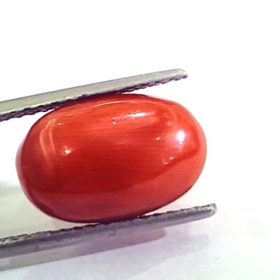 9.38 Ct 15.5 Ratti Natural Italian Red Coral Moonga Gemstone AAAA