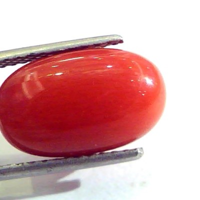 9.56 Ct 10.62 Ratti Untreated Natural Premium Italian Red Coral AAAAA