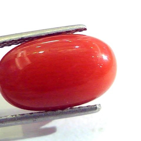 9.56 Ct 10.62 Ratti Untreated Natural Premium Italian Red Coral AAAAA