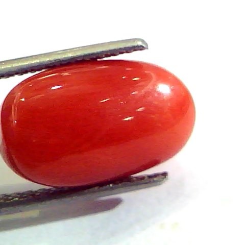 9.56 Ct 10.62 Ratti Untreated Natural Premium Italian Red Coral AAAAA