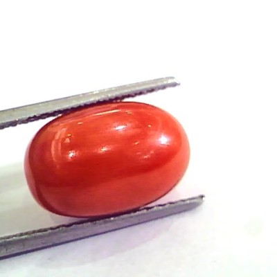 9.52 Ct 10.57 Ratti Natural Italian Red Coral Moonga Gemstone AAAA