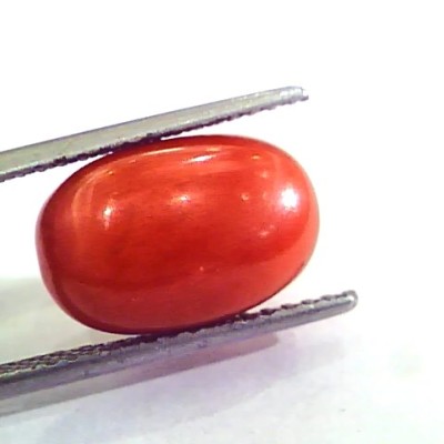 9.52 Ct 10.57 Ratti Natural Italian Red Coral Moonga Gemstone AAAA