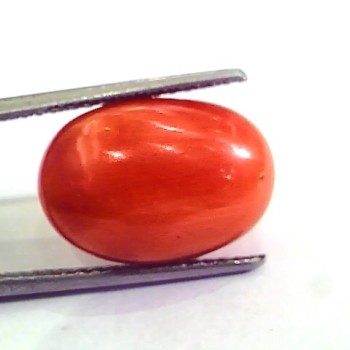 9.64 Ct 10.71 Ratti Natural Italian Red Coral Moonga Gemstone AAAA