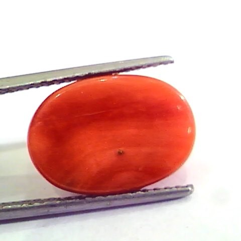 9.64 Ct 10.71 Ratti Natural Italian Red Coral Moonga Gemstone AAAA