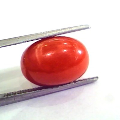 9.64 Ct 10.71 Ratti Natural Italian Red Coral Moonga Gemstone AAAA