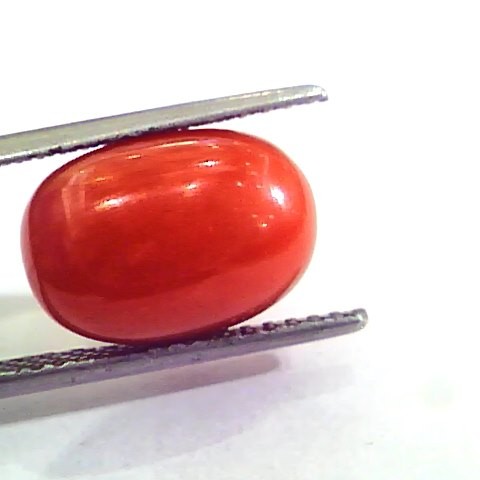 9.64 Ct 10.71 Ratti Natural Italian Red Coral Moonga Gemstone AAAA