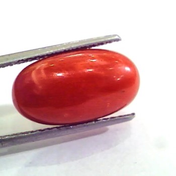 9.70 Ct 10.77 Ratti Natural Italian Red Coral Moonga Gemstone AAAA