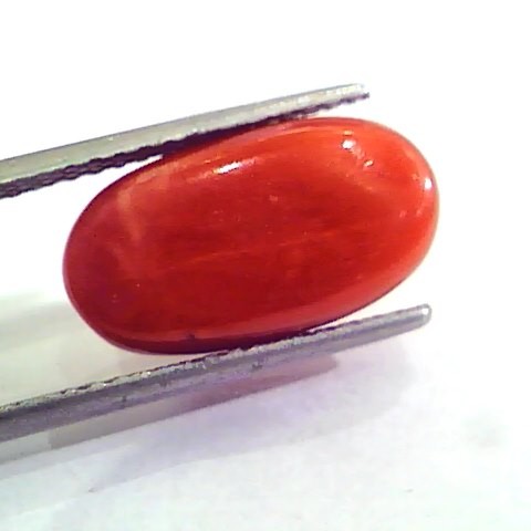 9.70 Ct 10.77 Ratti Natural Italian Red Coral Moonga Gemstone AAAA