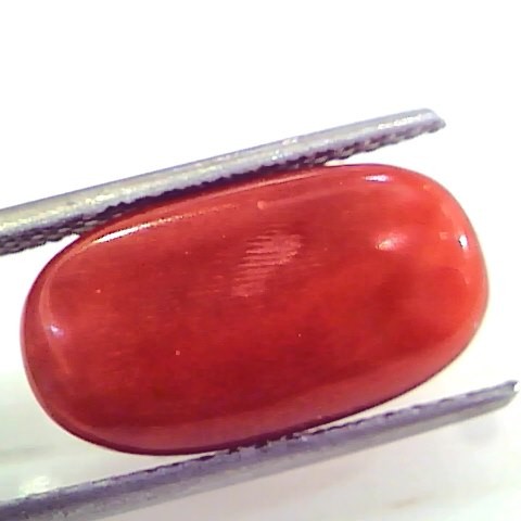 9.86 Ct 10.95 Ratti Untreated Natural Premium Italian Red Coral Gemstone AAA