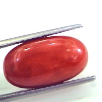 9.86 Ct 10.95 Ratti Untreated Natural Premium Italian Red Coral Gemstone AAA
