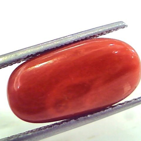 9.92 Ct 11.02 Ratti Untreated Natural Premium Italian Red Coral Gemstone AAA
