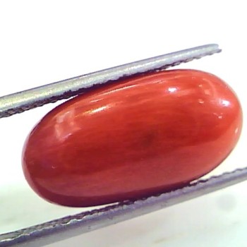 9.92 Ct 11.02 Ratti Untreated Natural Premium Italian Red Coral Gemstone AAA