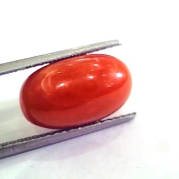 9.97 Ct 11.07 Ratti Natural Italian Red Coral Moonga Gemstone AAAA