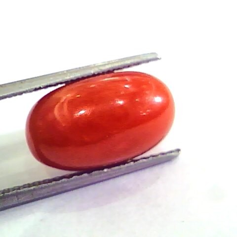 9.97 Ct 11.07 Ratti Natural Italian Red Coral Moonga Gemstone AAAA