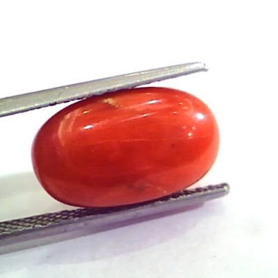 9.97 Ct 11.07 Ratti Natural Italian Red Coral Moonga Gemstone AAAA