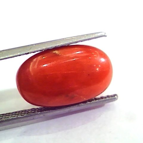 9.97 Ct 11.07 Ratti Natural Italian Red Coral Moonga Gemstone AAAA