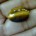 Tiger Eye