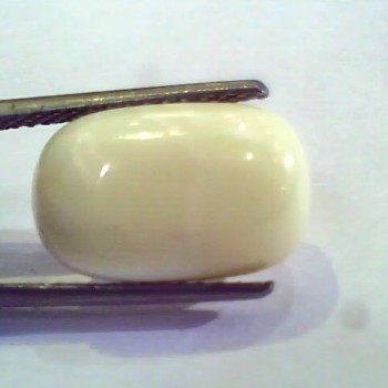 Natural White Coral Safed Moonga Gemstone for venus+mars