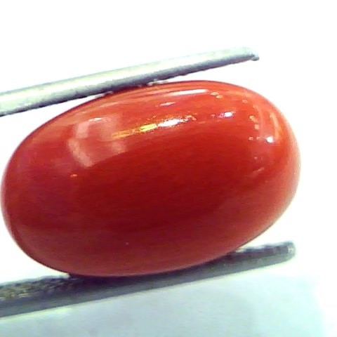 Huge 11.37 Ct Untreated Natural Italian Red Coral Premium AAA