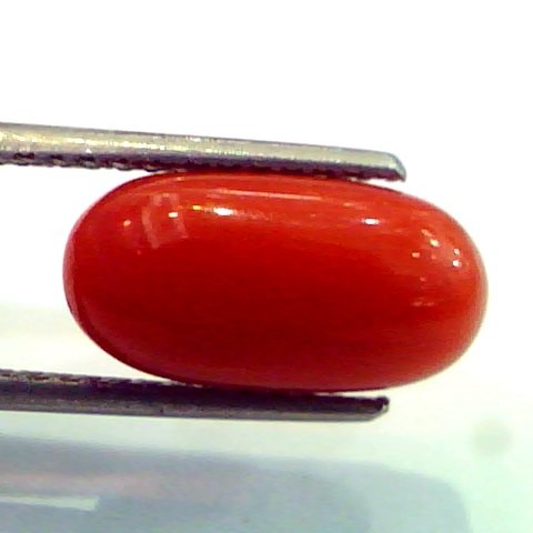 5.55 Ct Untreated Top Grade Natural Red Italian Coral Gem/Moonga
