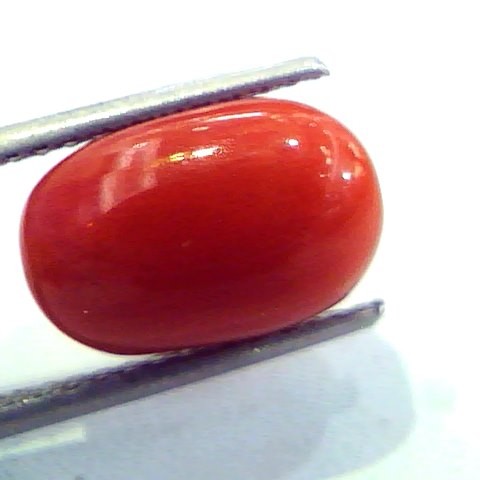 6.35 Ct Untreated Natural Italian Red Coral Premium Quality AAA