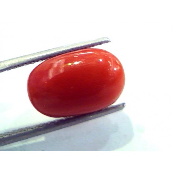 6.35 Ct Untreated Natural Italian Red Coral Premium Quality AAA