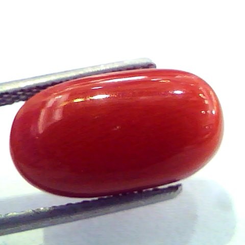 6.87 Ct Untreated Natural Italian Red Coral Premium Quality AAA