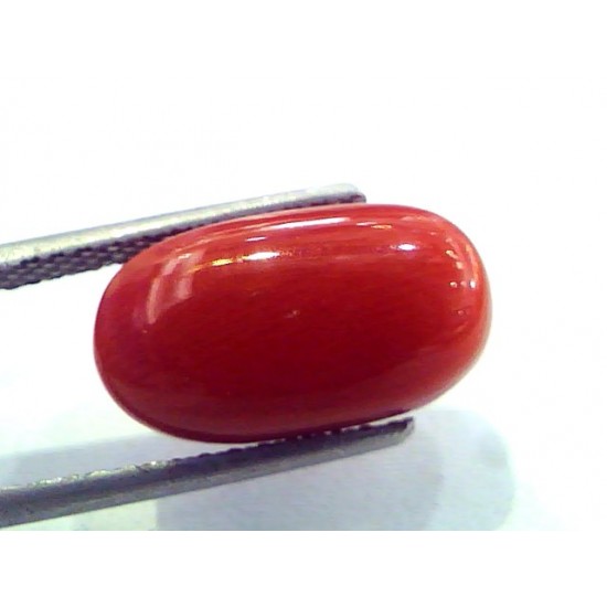 6.87 Ct Untreated Natural Italian Red Coral Premium Quality AAA