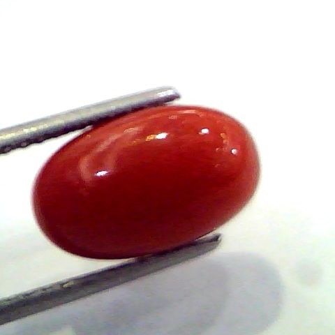 7.56 Ct Untreated Natural Premium Red Italian Coral AAA