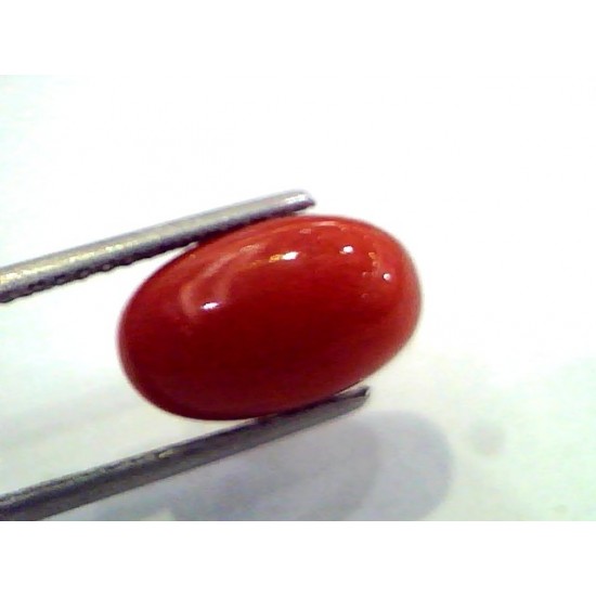 7.56 Ct Untreated Natural Premium Red Italian Coral AAA