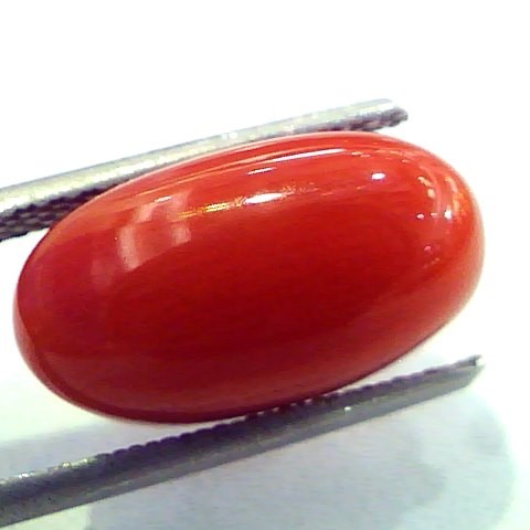 7.80 Ct Untreated Natural Italian Red Coral Premium Quality AAA