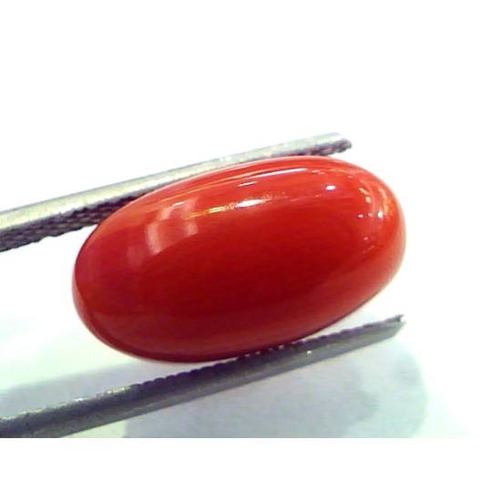 7.80 Ct Untreated Natural Italian Red Coral Premium Quality AAA