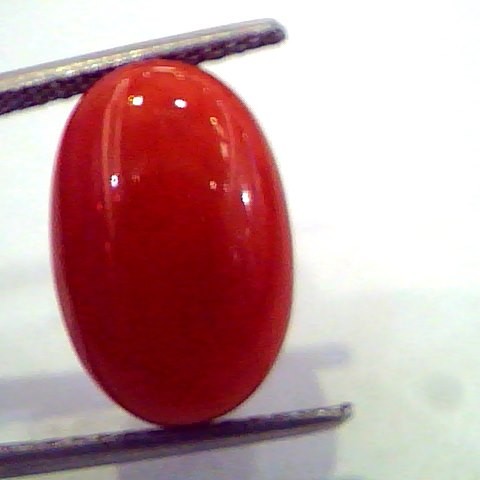 8.15 Ct Untreated Natural Premium Red Italian Coral AAA
