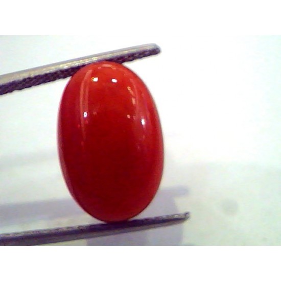 8.15 Ct Untreated Natural Premium Red Italian Coral AAA