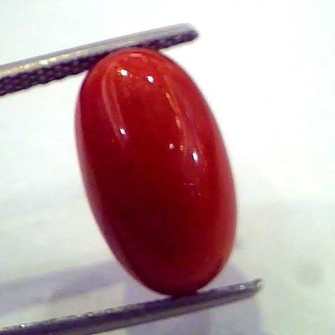 8.18 Ct Untreated Natural Premium Red Italian Coral AAA