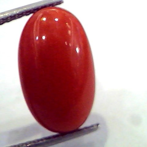 8.72 Ct Untreated Natural Premium Red Italian Coral AAA