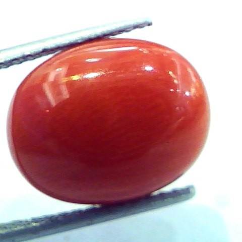 9.30 Ct Untreated Natural Italian Red Coral Premium Quality AAA
