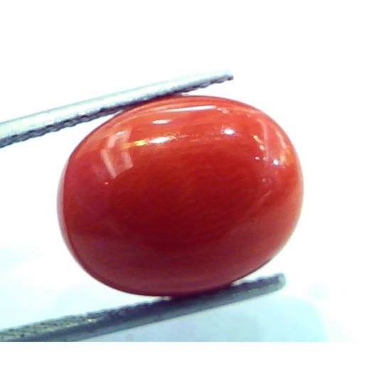 9.30 Ct Untreated Natural Italian Red Coral Premium Quality AAA